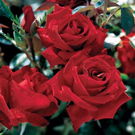 hybrid tea rose sale|hybrid tea roses plants wholesale.